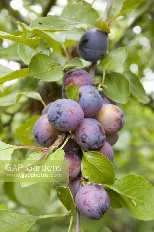 Prune - Prunus domestica 'Rivers Early Prolific' 