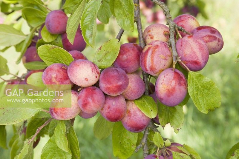 Plum - Prunus domestica 'Victoria'