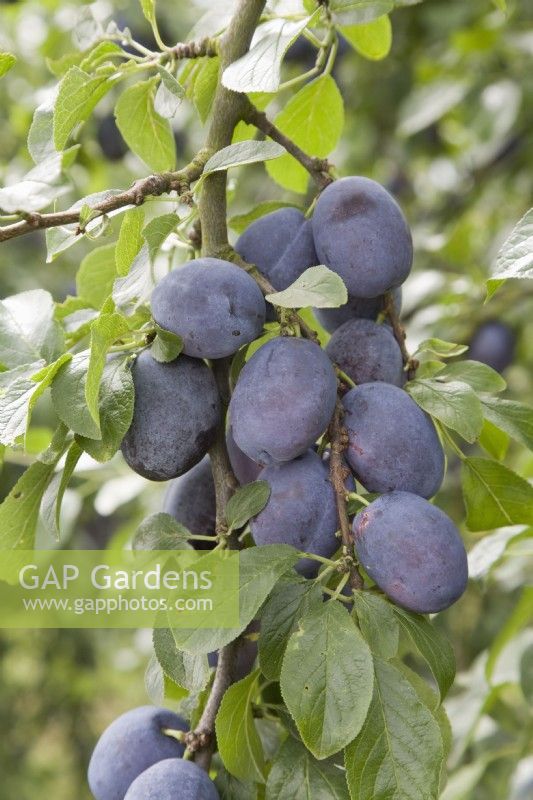 Prune - Prunus domestica 'Violetta' 