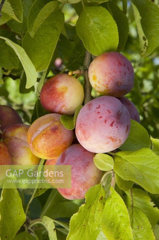 Plum - Prunus domestica 'Avalon'