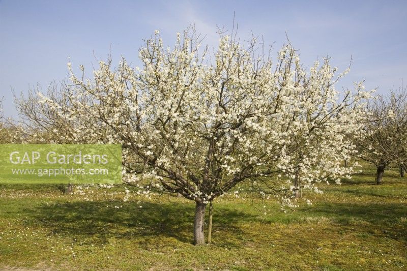 Fleur de Prunier - Prunus domestica 'Avalon' sur porte-greffe 'A' de Saint-Julien 