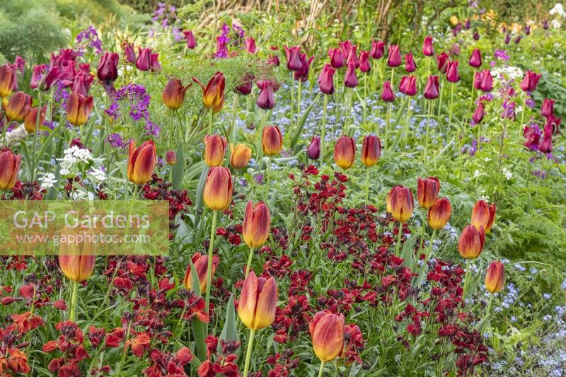 Tulipa 'Amber Glow' flowering with Erysimum cheiri 'Vulcan' beyond purple Tulipa 'Merlot' in a country cottage garden border in Spring - April