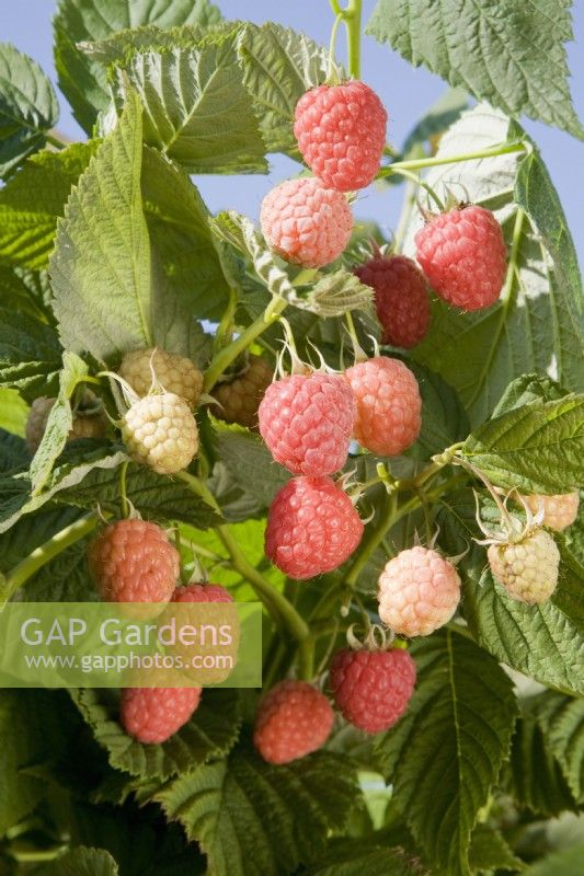 Raspberry - Rubus idaeus 'Glen Prosen'