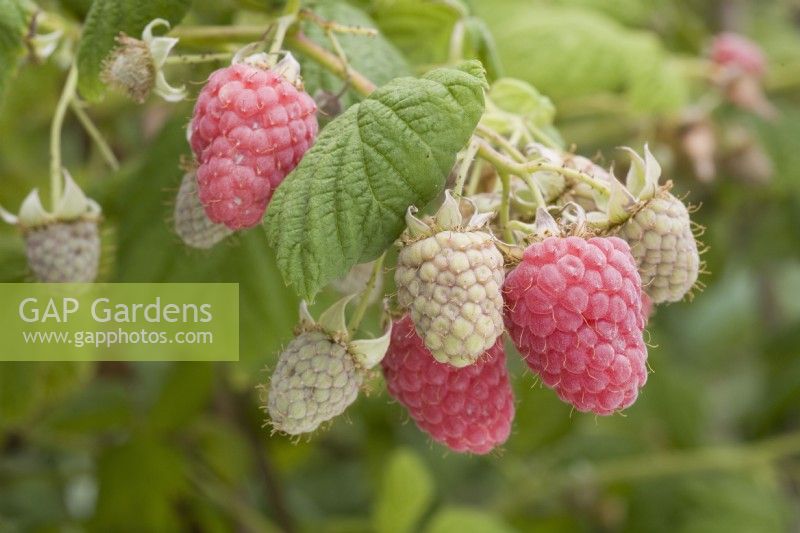 Raspberry - Rubus idaeus 'Julia'
