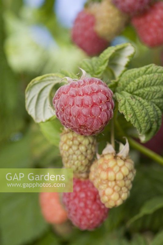 Raspberry - Rubus idaeus 'Malling Jewel'
