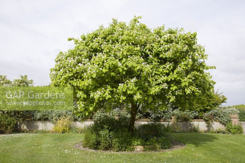 Quince tree in blossom - Cydonia oblonga 'Meeches Prolific'