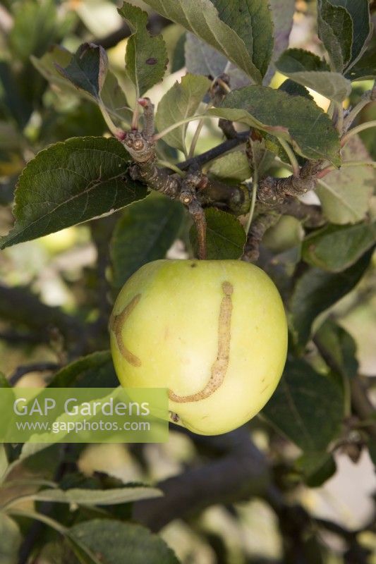 Apple Sawfly damage