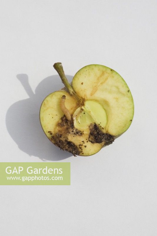 Les larves du Carpocapse se nourrissent de pommes - Cydia pomonella 