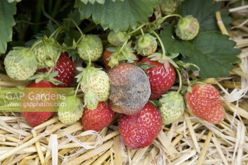 Botrytis - Grey Mould - on strawberry