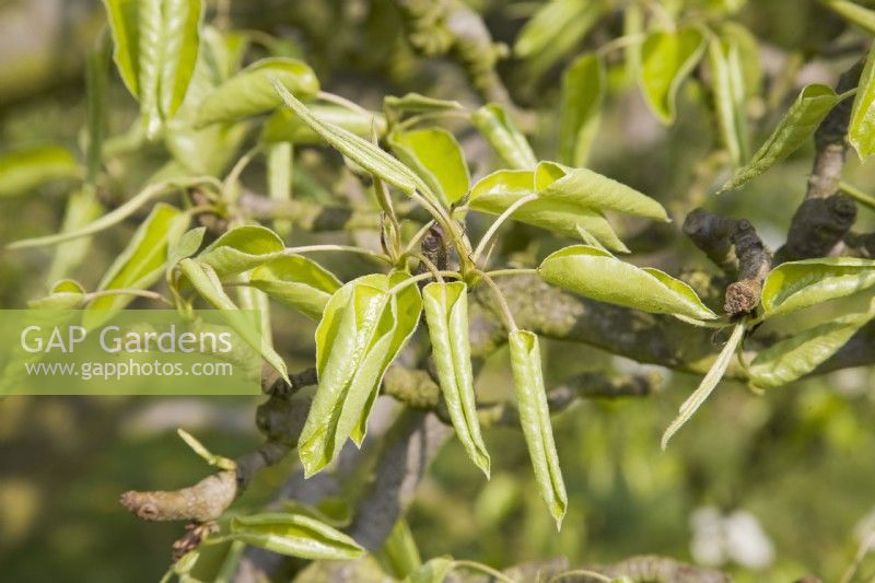 Leaf curl on young pear foliage