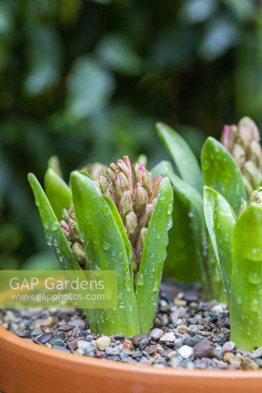 Budding Hyacinthus 'Fondant'