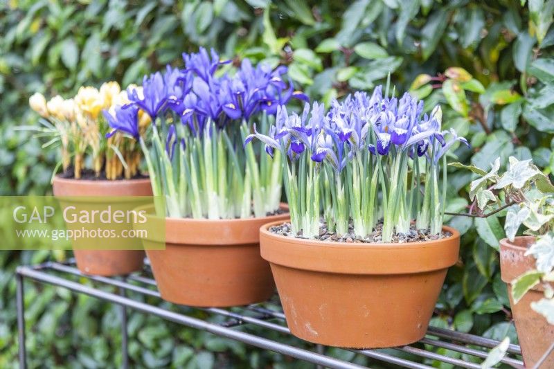 Iris reticulata 'Alida' in terracotta pot on metal shelves with another Iris, Ivy and Crocus