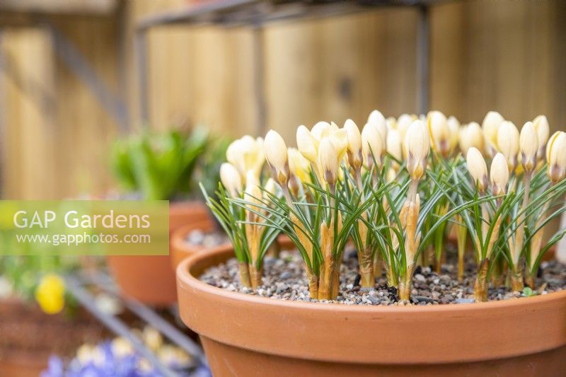 Crocus chrysanthus 'Romance' en pot en terre cuite sur étagères métalliques 