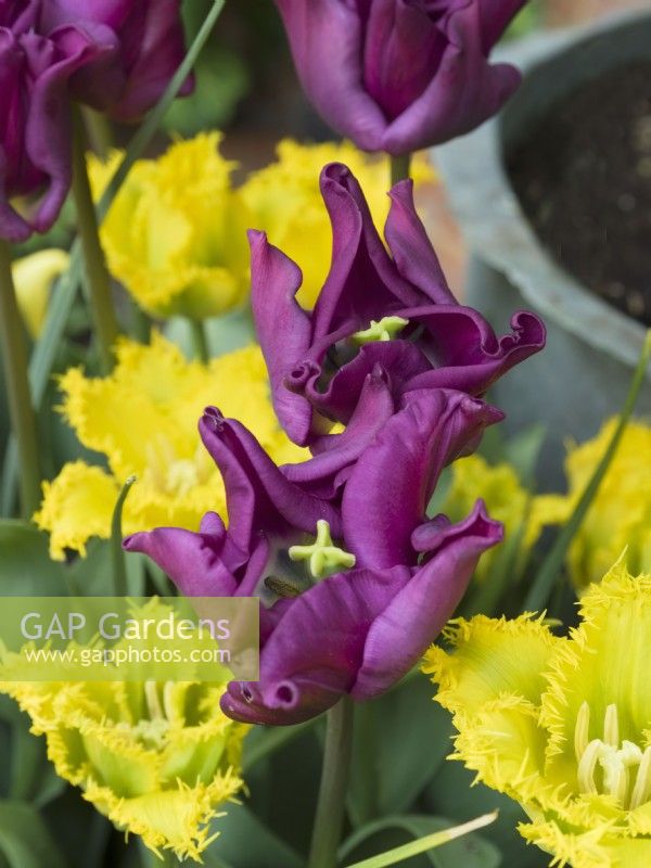 Tulipa - Yellow valery and Tulipa 'Crown of Negrita'