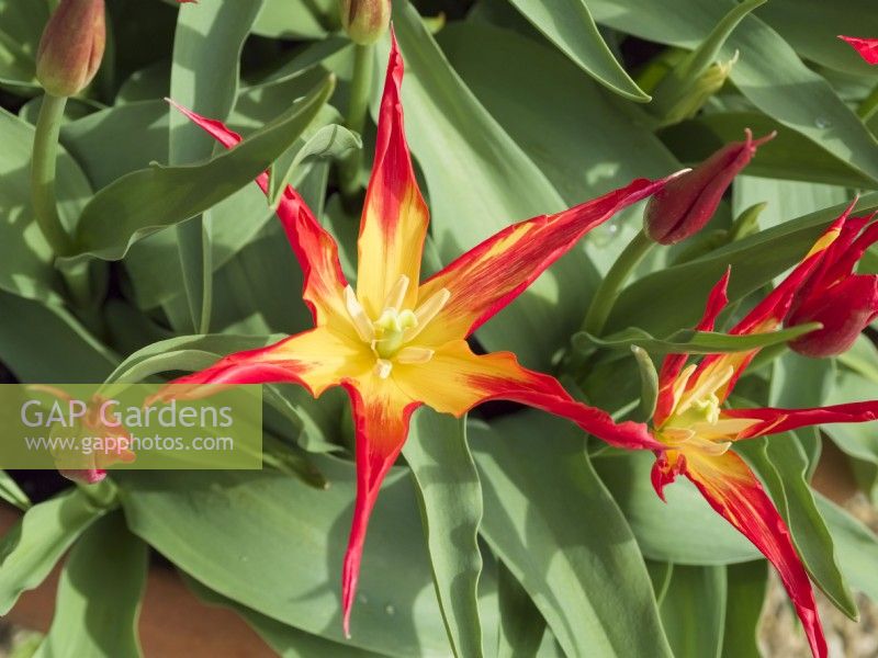 Tulipa - 'Go Go Red' - type à fleurs de lys' 