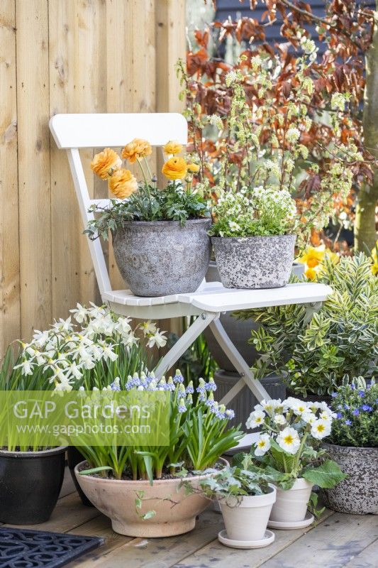 Ranunculus 'Vortex Orange Apricot' and Mossy saxifrage 'Alpino Early Lime' in pots on white chair with Yellow watering can, Narcissus 'Topolino', Muscari 'Valerie Finnis', Primula, Lithodora diffusa and Hebe Variegata beneath it