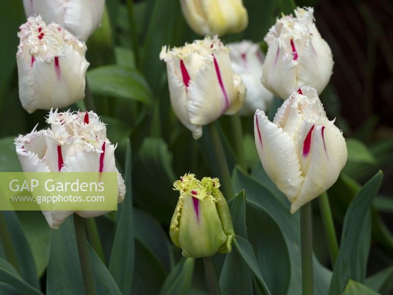  Tulipa coldplay April Spring
