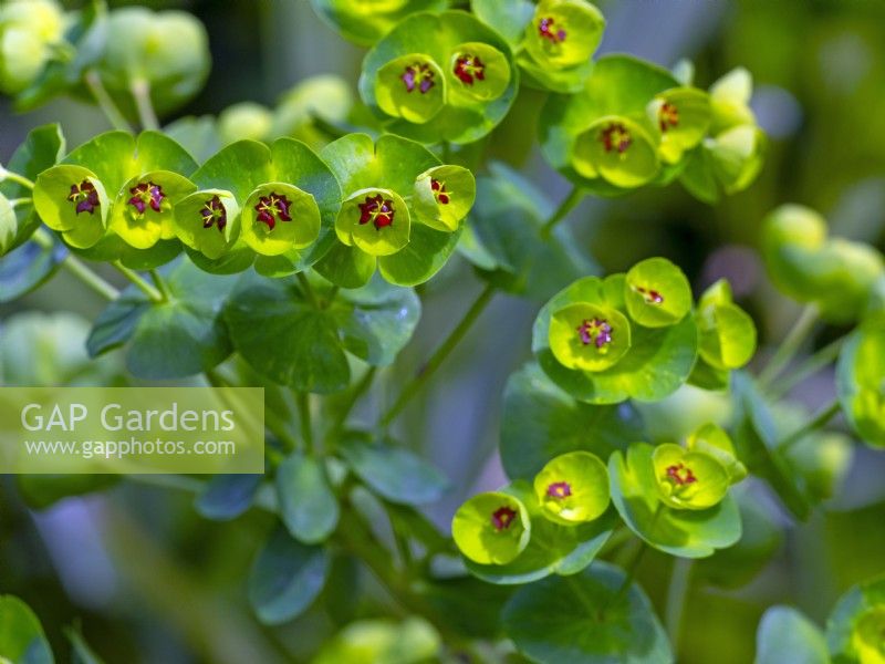 Euphorbia x martinii  April Spring