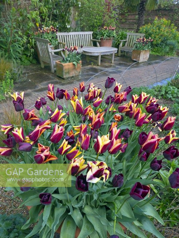 Tulips and seating area Mediterranean garden at  East Ruston Old Vicarage Gardens, Norfolk, UK  April Spring