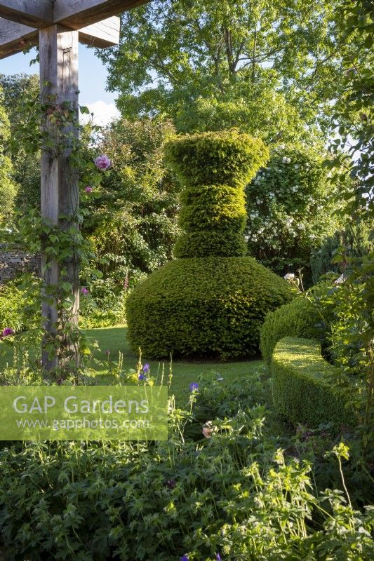 Formal Yew topiary garden in summer