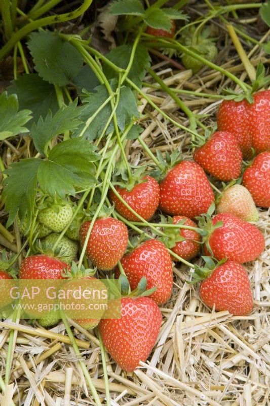 Strawberry - Fragaria ananassa 'Christine'