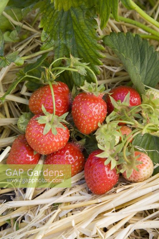 Strawberry - Fragaria ananassa 'Darlisette'