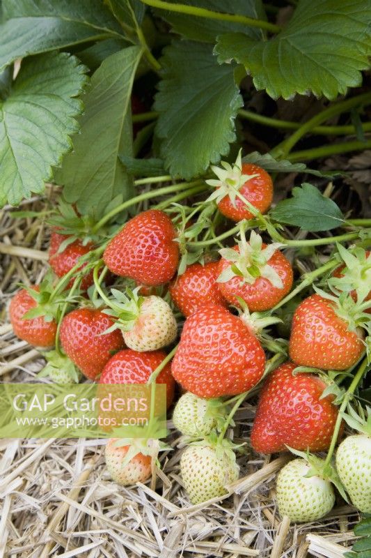 Strawberry - Fragaria ananassa 'Hapil'
