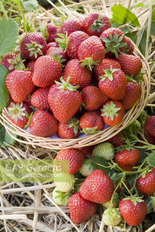 Strawberry - Fragaria ananassa 'Honeoye'