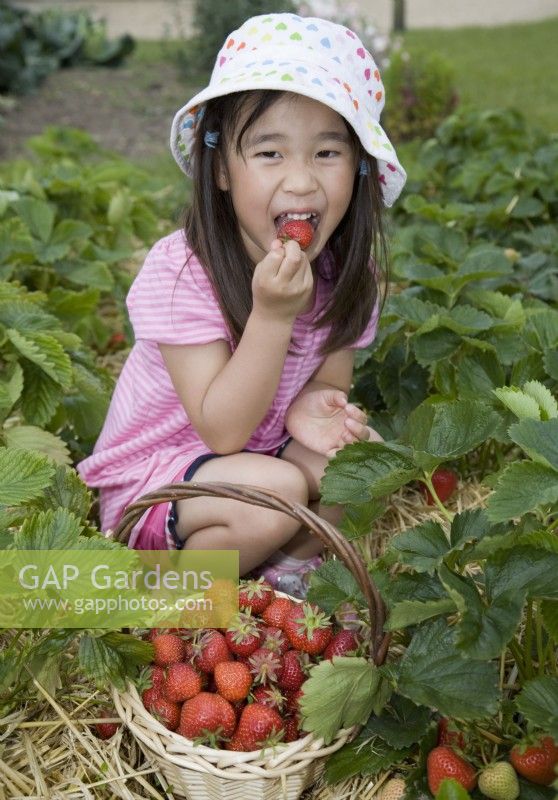 Jeune fille cueillant des fraises 