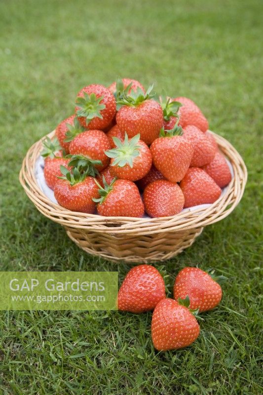 Strawberries in a basket - Fragaria ananassa 'Sonata'
