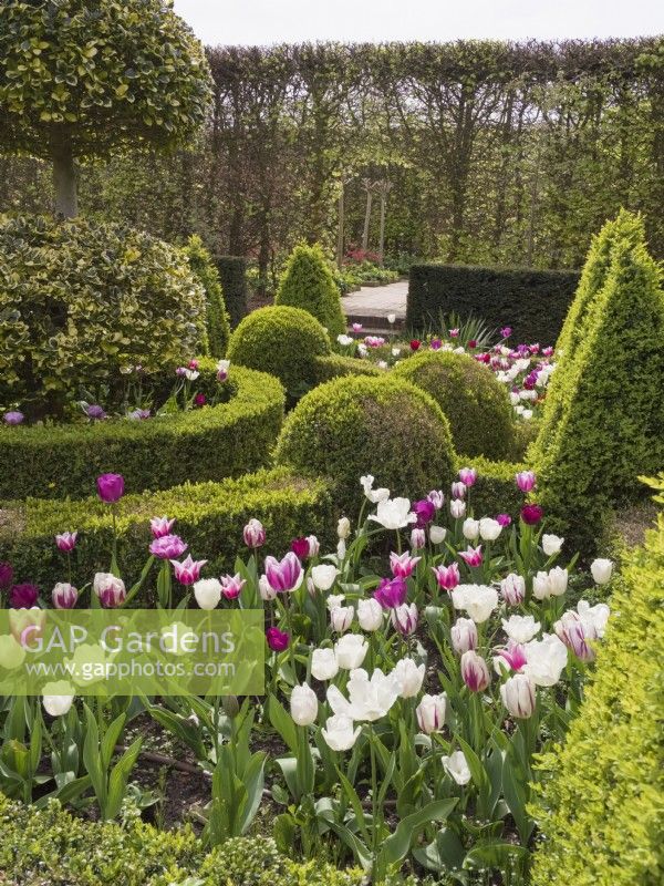 Tulipa - Purple and white blends mixed in parterre garden with clipped box hedging
