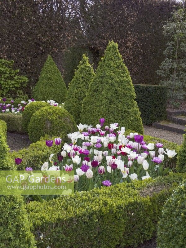 Tulipa - Mélanges violets et blancs mélangés dans un jardin parterre avec haie de buis taillée 