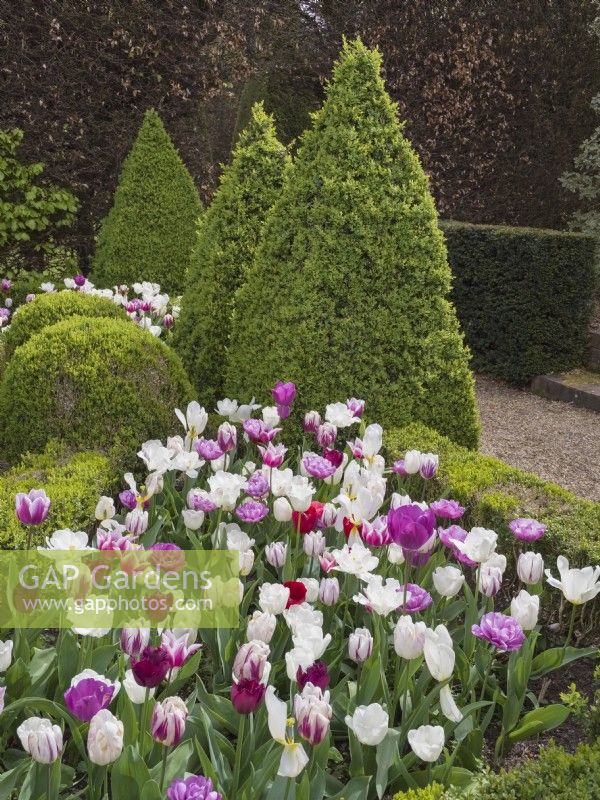 Tulipa - Mélanges violets et blancs mélangés dans un jardin parterre avec haie de buis taillée 