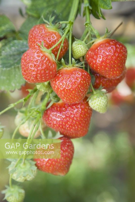 Strawberry - Fragaria x ananassa 'Elsanta'