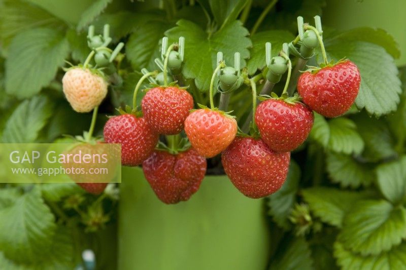 Strawberry - Fragaria x ananassa 'Pegasus' - growing in a tower planter