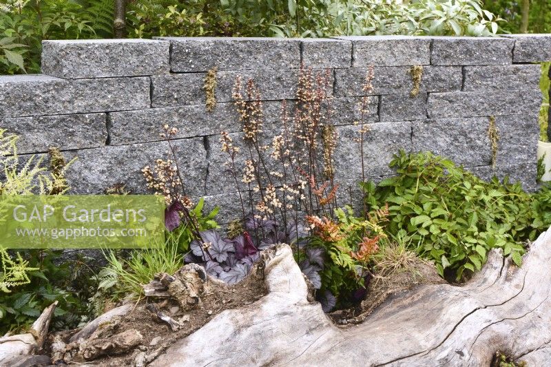 Planted between a log and a decorative Connemara walling system. Planted with  Heuchera 'Licorice', Astilbe koreana, ferns in a woodland inspired garden. June
Designer: Mary Anne Farenden. Bord Bia Bloom, Super Garden, Dublin, Ireland.