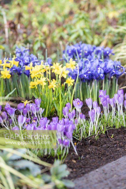 Narcisse 'Tête-à-Tête', Crocus tommassinianus et Iris reticulata 'Harmony' dans un parterre de fleurs 