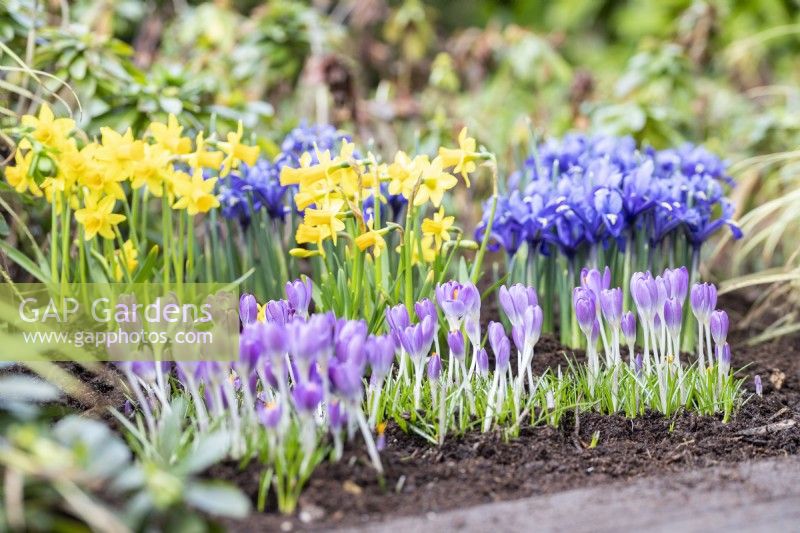 Narcisse 'Tête-à-Tête', Crocus tommassinianus et Iris reticulata 'Harmony' dans un parterre de fleurs 