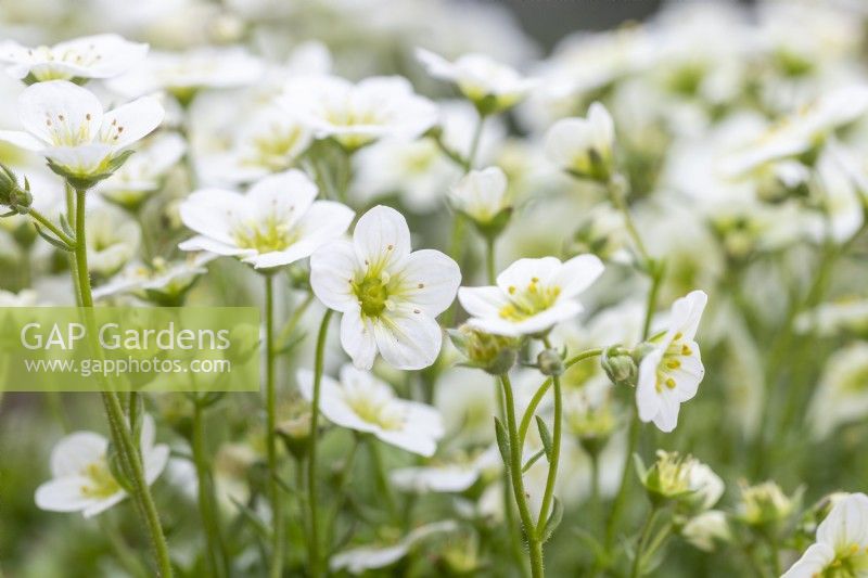 Saxifrage moussue 'Alpino Early Lime' 