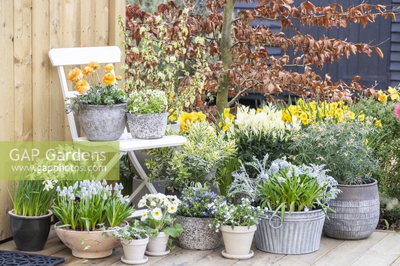 Ranunculus 'Vortex Orange Apricot' and Mossy saxifrage 'Alpino Early Lime' in pots on white chair with Yellow watering can, Narcissus 'Topolino', Muscari 'Valerie Finnis', Primula, Lithodora diffusa, Hebe Variegata, Myostis, Choisya and Euonymus japonica beneath it