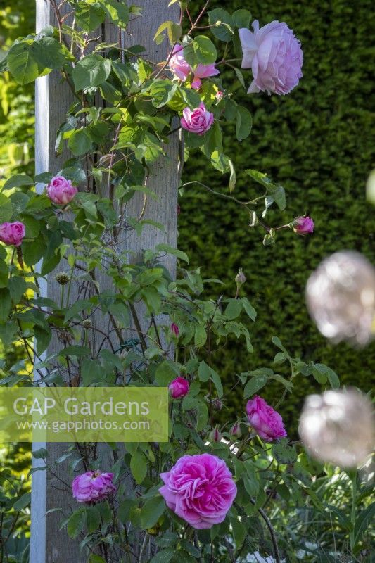 A climbing version of Rosa 'Gertrude Jekyll' trained up a timber upright