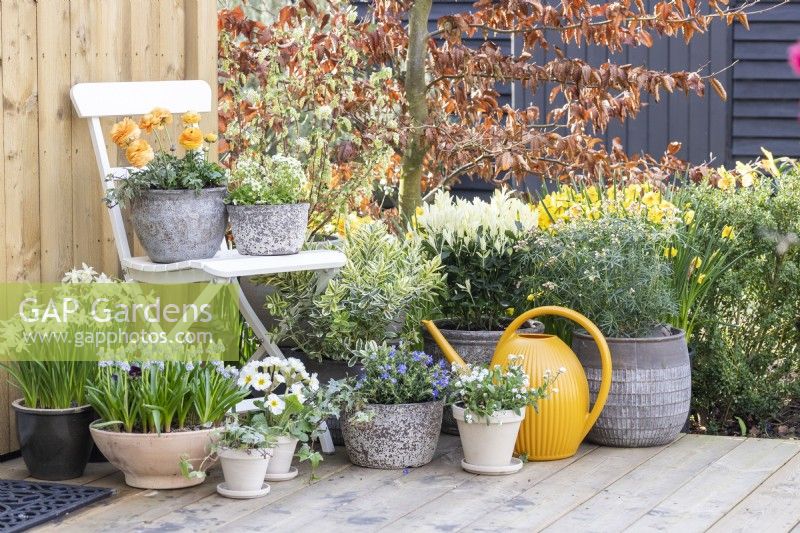 Ranunculus 'Vortex Orange Apricot' and Mossy saxifrage 'Alpino Early Lime' in pots on white chair with Yellow watering can, Narcissus 'Topolino', Muscari 'Valerie Finnis', Primula, Lithodora diffusa, Hebe Variegata, Myostis and Euonymus japonica beneath it