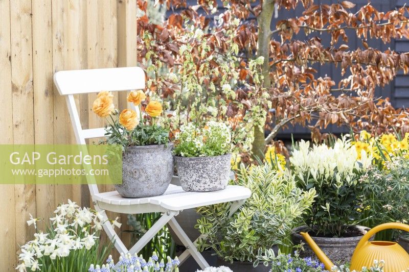 Ranunculus 'Vortex Orange Apricot' and Mossy saxifrage 'Alpino Early Lime' in pots on white chair with surrounding planting