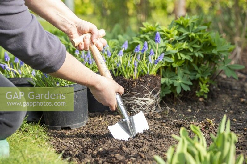 Woman using perennial spade in border to make a hole to plant pot-grown Muscari