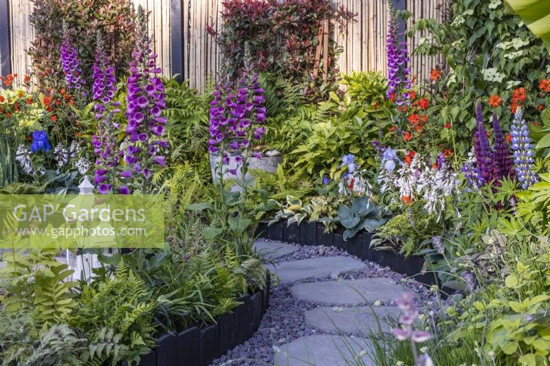 Summer bed along stone and gravel path planted with Digitalis purpurea, ferns, Lupinus and Geum. Designer: Darragh Collopy, Bord Bia Bloom 2023 