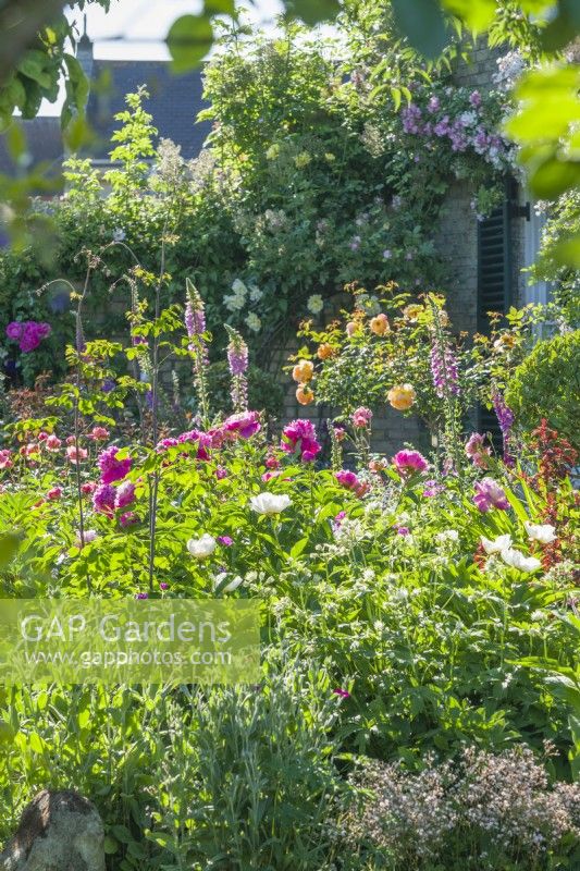 Jardin de style cottage avec pivoines, roses et digitales. Juin 