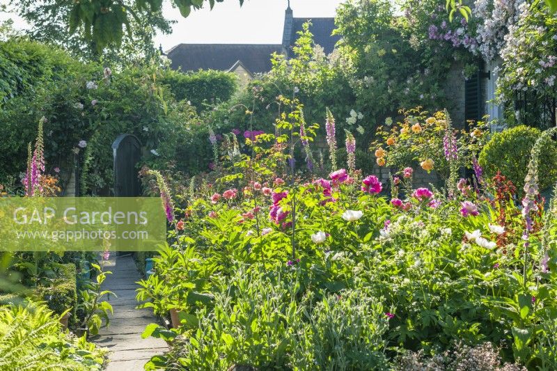 View of a small rose garden. View along a path towards a timber gate in a brick wall of a town garden with formal flower beds filled with roses, foxgloves and peonies and more rambling and climbing roses covering the walls and the house. June.