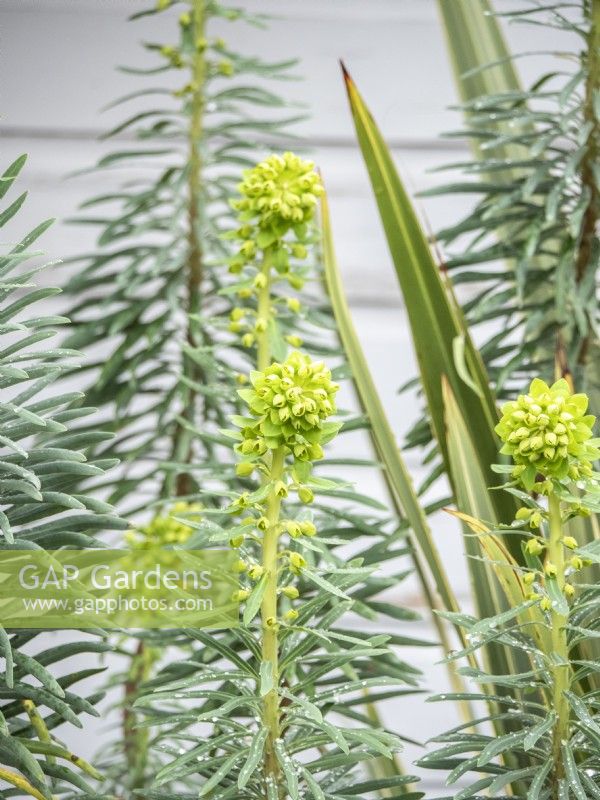 Architectural euphorbia with leaves of yucca in spring