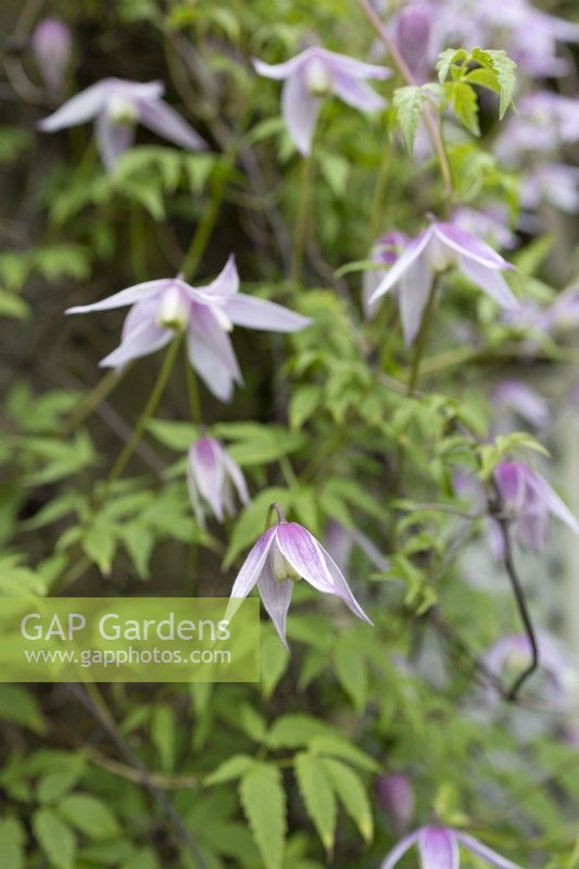 Clematis macropetala 'Alpine Willy', avril 