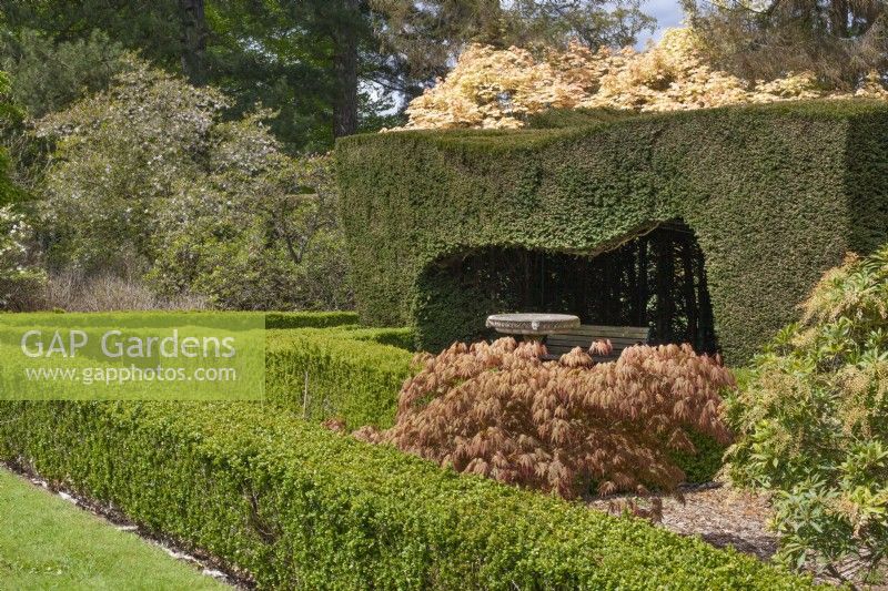 Topiary hedges and box edging with Acer palmatum at Arley Arboretum, May